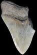 Partial, Serrated Megalodon Tooth - Georgia #45109-1